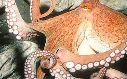 ��ζ�����~С���Ӄ�(y��u)������500��