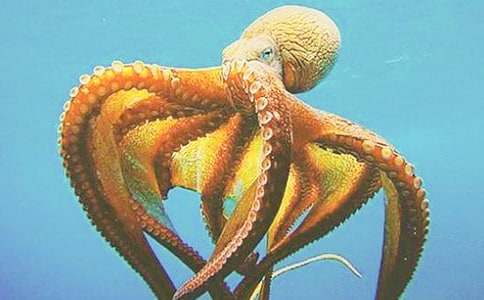 美味的章魚(yú)小丸子優(yōu)秀作文500字