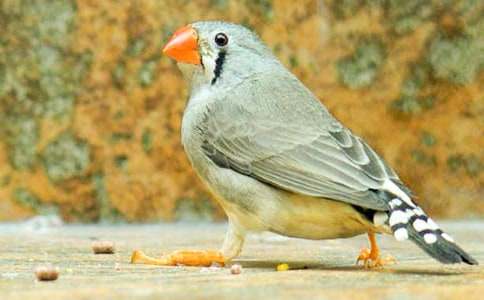 �����á������B����4ƪ