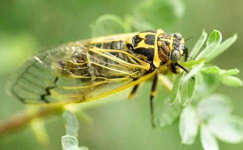 知了的作文600字(精選15篇)