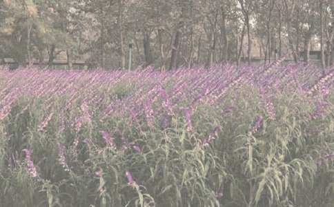 �Ϻ�ֲ��@��ӛ