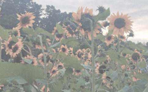 春游植物園作文【薦】