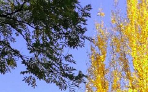 ����ľ�ɫ����