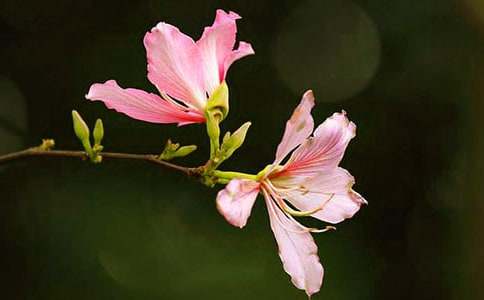 描寫紫荊花的作文(通用21篇)