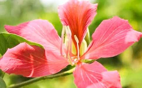 ���G�����ģ����x25ƪ��