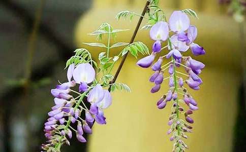 ���ٻ�300������