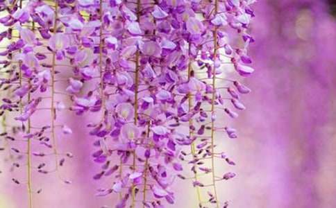 ��һƬ���ٻ�-���꼉(j��)