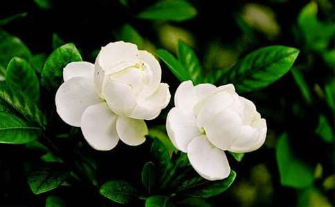 美麗的茉莉花