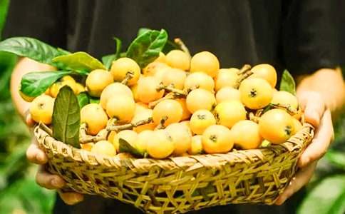 寫枇杷樹的作文