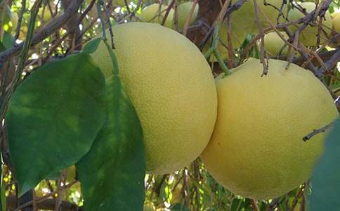 ��ζ���������ģ����x49ƪ��