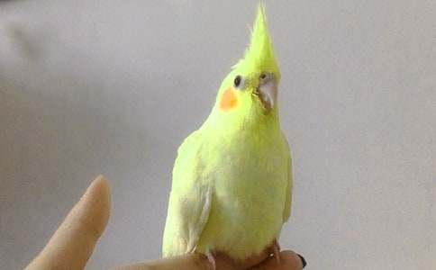 ����ϲ�g���B-�W�^����