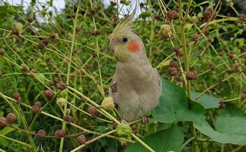 自由了鸚鵡作文