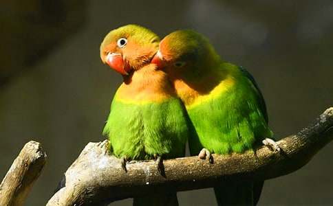 �茑�W�^������500�֣�ͨ��25ƪ��