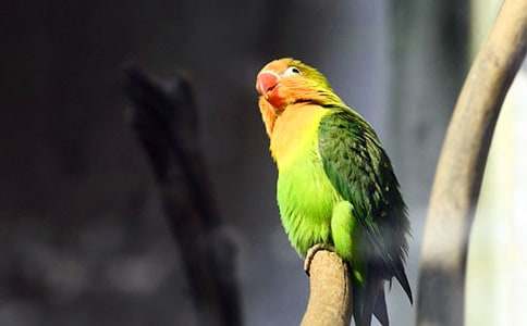 我家的小鸚鵡優(yōu)秀作文