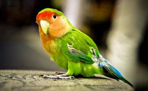 介紹鸚鵡的說明文(通用29篇)