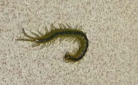 ��򼲩�ĵ���������