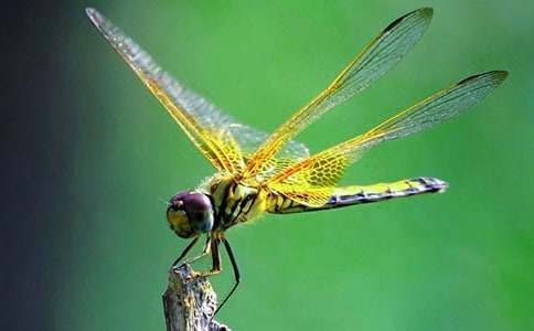 觀察蜻蜓作文9篇