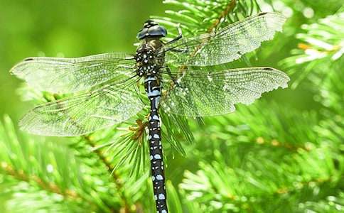 蜻蜓點(diǎn)水的發(fā)現(xiàn)作文