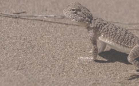 妹妹與蜥蜴作文素材