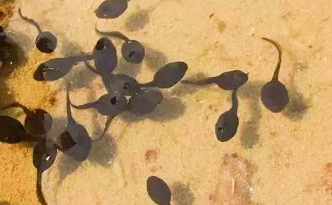 �P(gu��n)�����ɵ�����:С��������