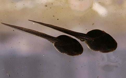 һֻС���Ľ�(j��ng)�v����