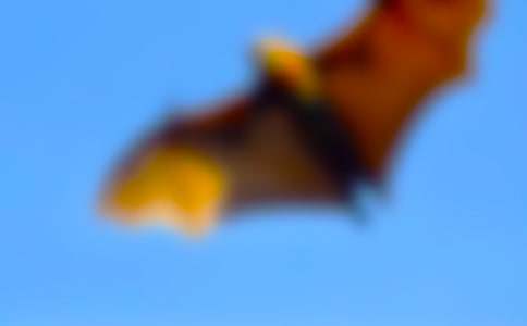 蝙蝠的啟示500字作文(通用6篇)