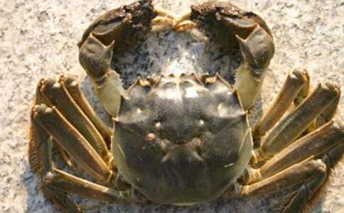 ���ץ�з��Ȥ������400��