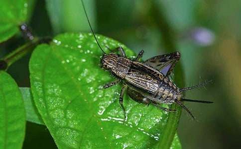 �Č������סլ��