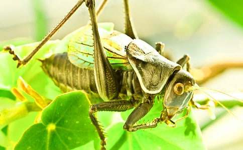 捉蟋蟀初二作文