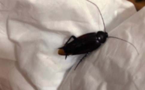 蟑螂作文400字6篇