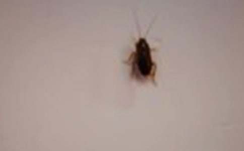 蟑螂來(lái)了的小學(xué)作文范文