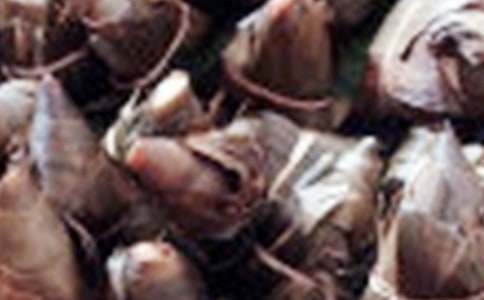 奶奶包粽子的小學作文(通用12篇)