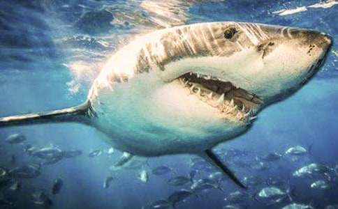 描寫鯊魚的啟示作文