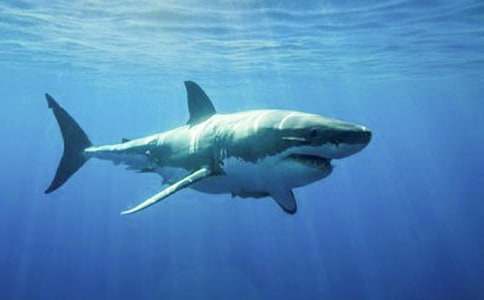 描寫鯊魚作文7篇