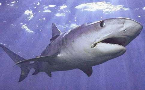 關(guān)于鯊魚(yú)作文合集7篇
