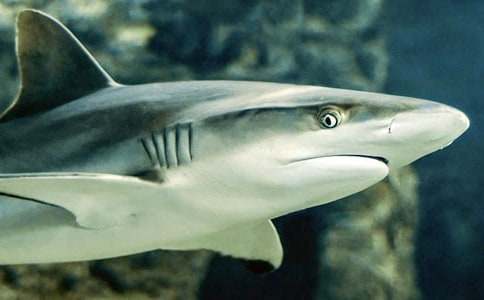 ���~������ƪ