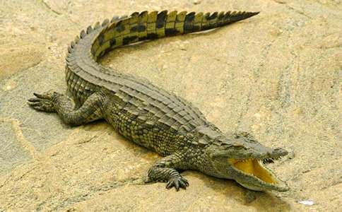 �ΏV���{�~���@500������