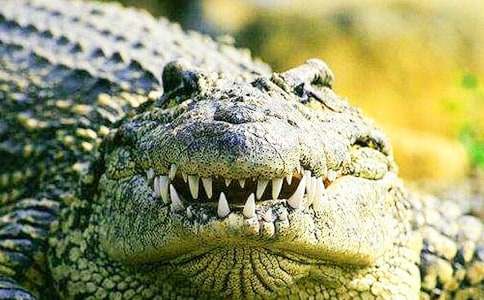 一只鹿和一千條鱷魚(yú)童話作文